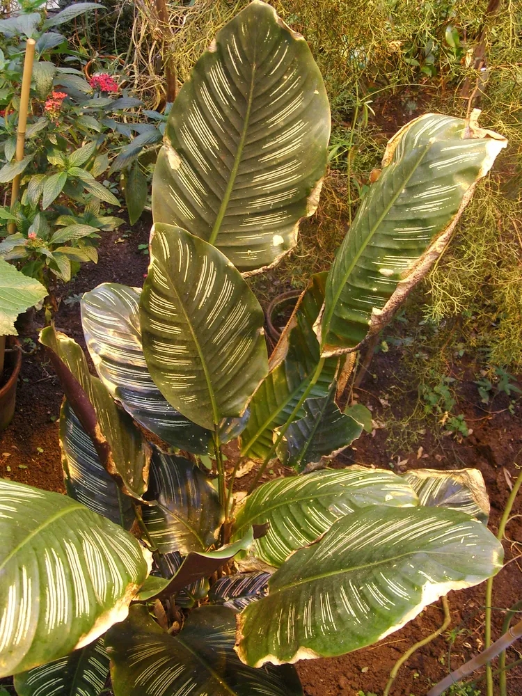 calathea majestica plant showing characteristic features
