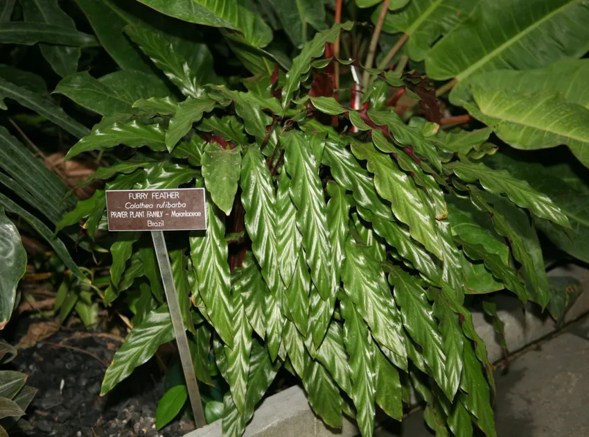 calathea rufibarba plant showing characteristic features