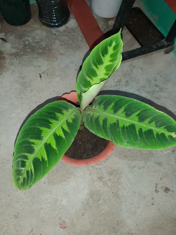 calathea warscewiczii plant showing characteristic features