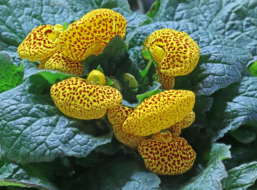 calceolaria crenatiflora plant showing characteristic features