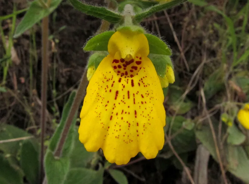 calceolaria crenatiflora plant showing characteristic features