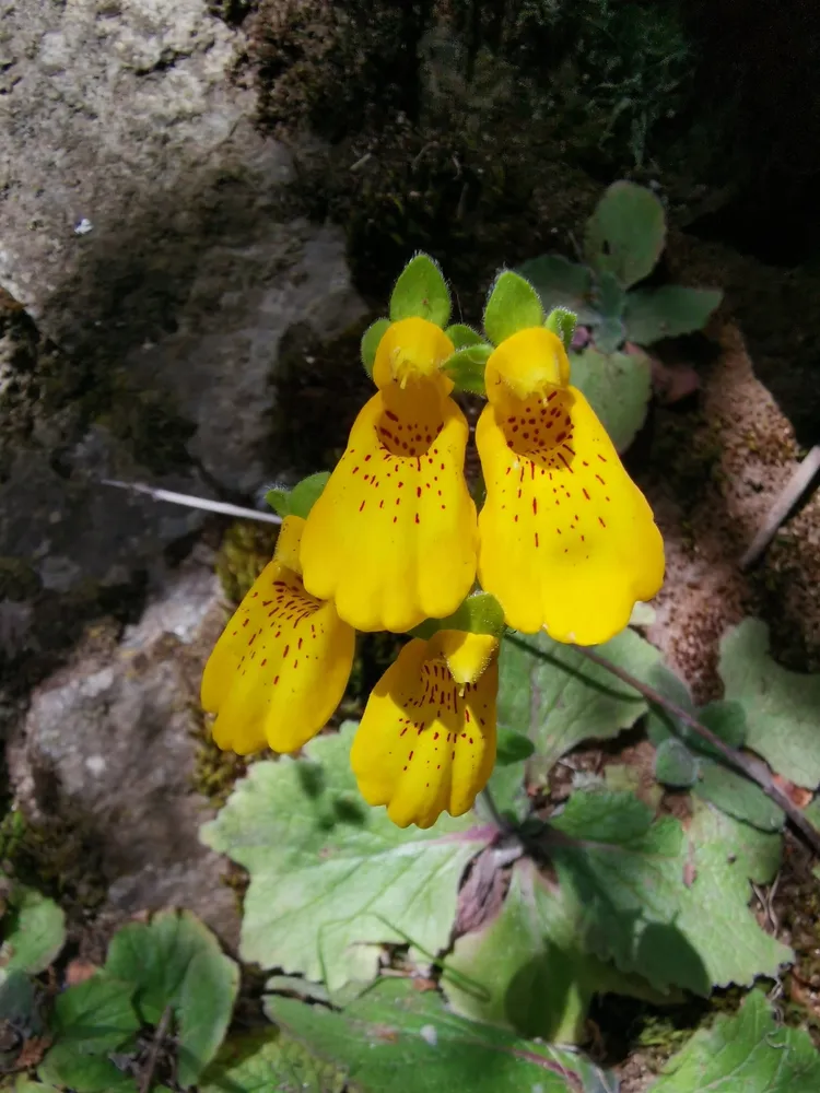 calceolaria crenatiflora plant showing characteristic features
