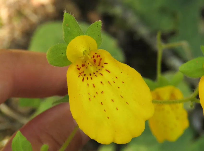 calceolaria crenatiflora plant showing characteristic features