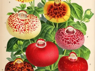 thumbnail calceolaria crenatiflora