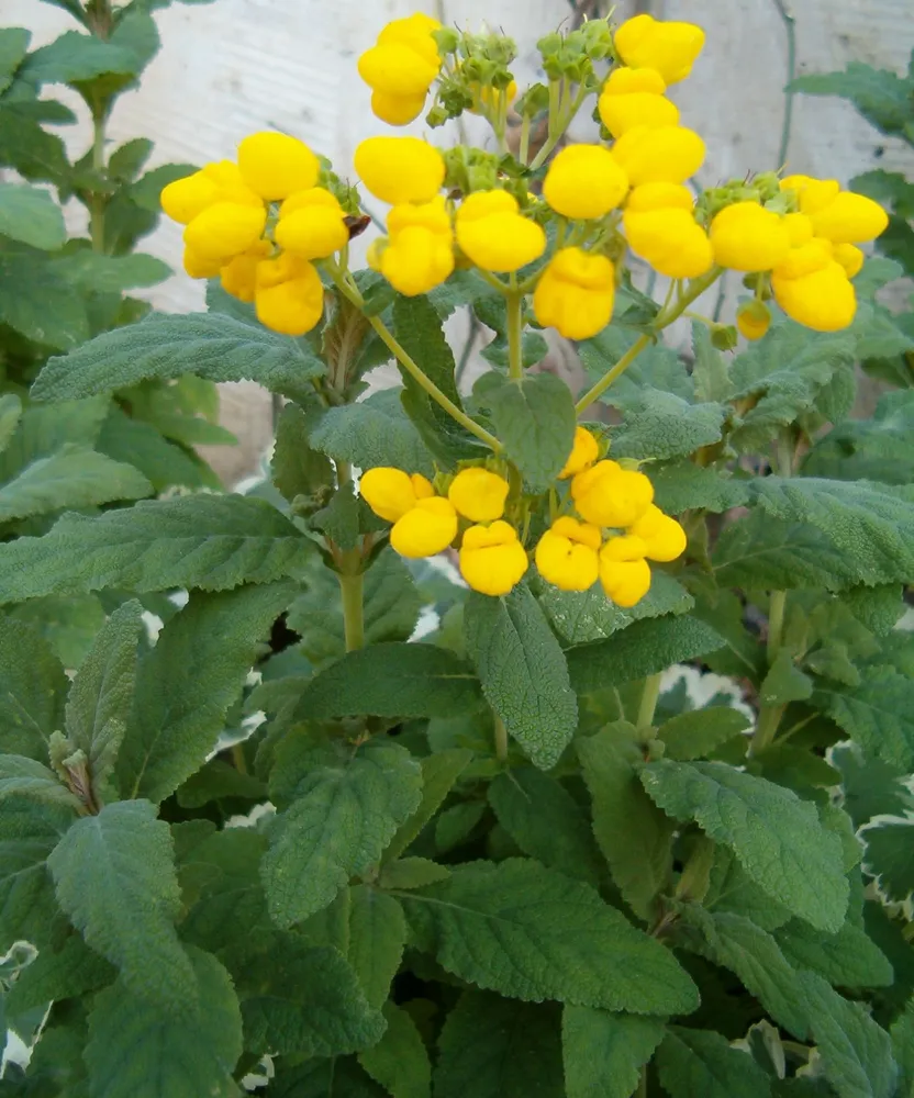 calceolaria integrifolia plant showing characteristic features