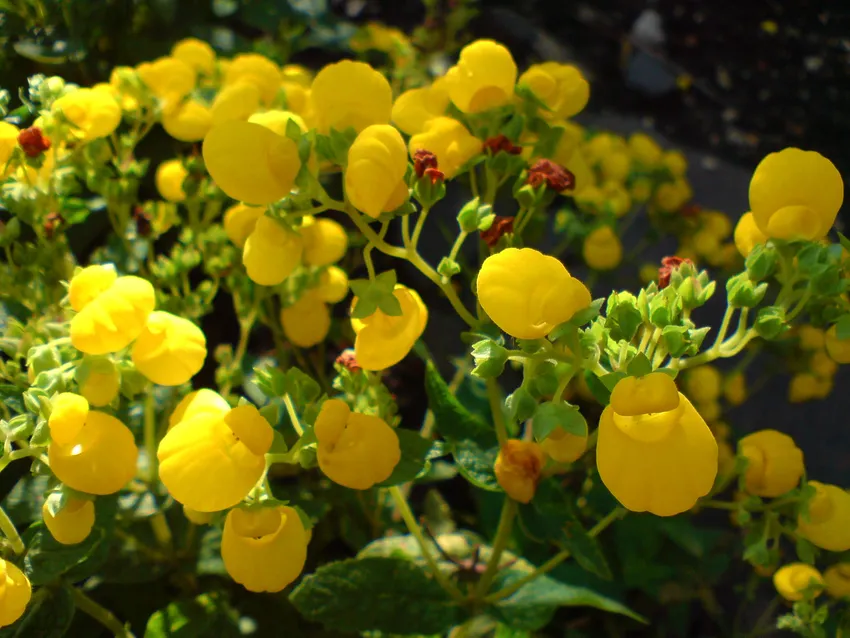 calceolaria integrifolia plant showing characteristic features