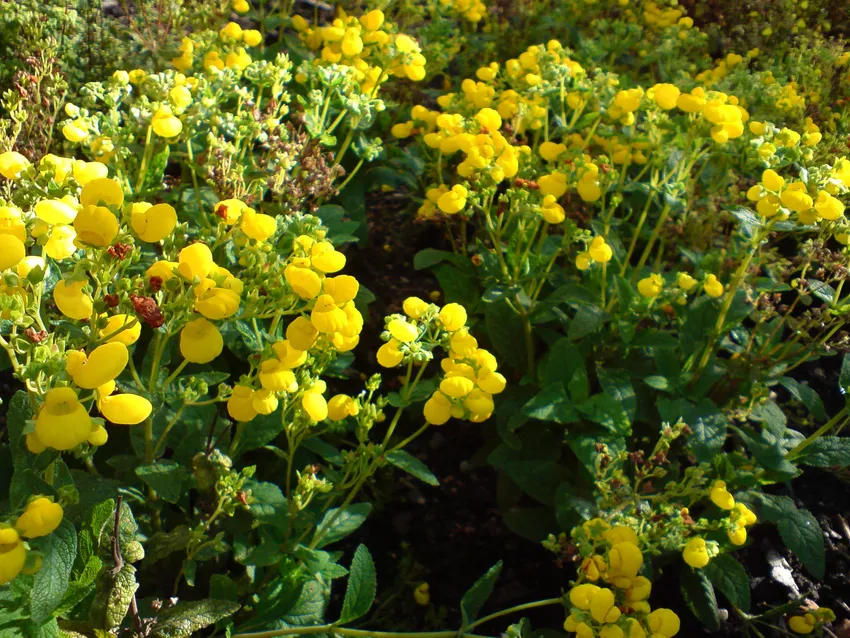 calceolaria integrifolia plant showing characteristic features