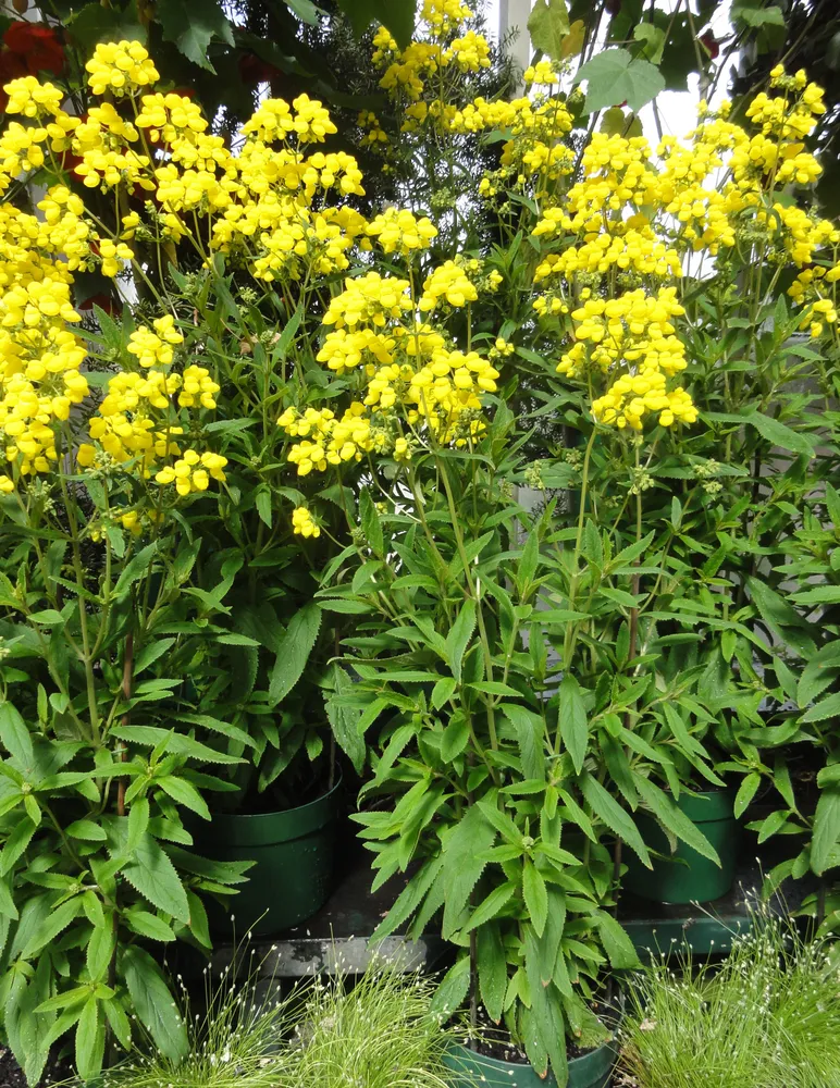 calceolaria integrifolia plant showing characteristic features