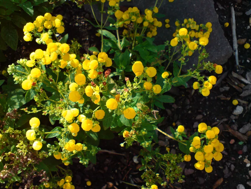 calceolaria integrifolia plant showing characteristic features