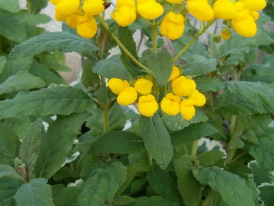 thumbnail calceolaria integrifolia