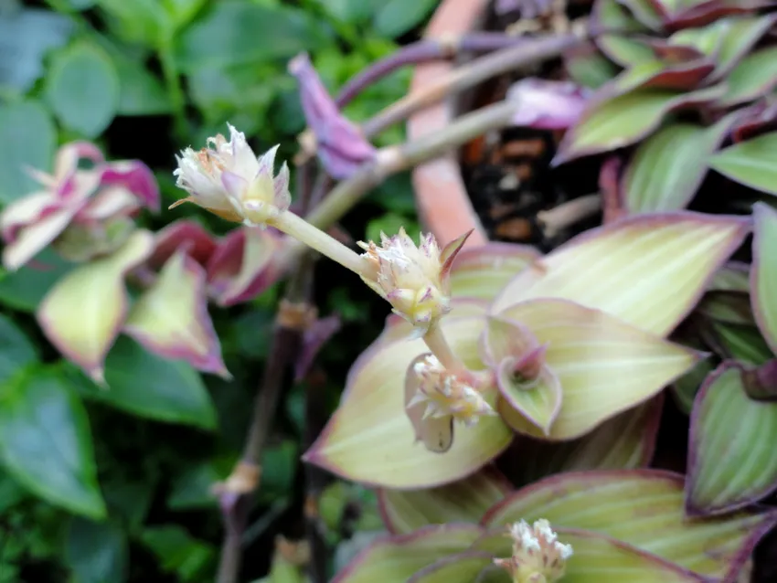 Plante callisia elegans montrant ses caractéristiques typiques
