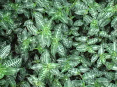 Image miniature callisia elegans