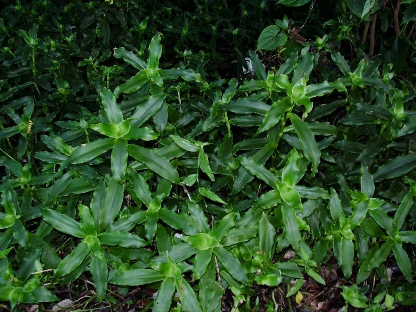 Plante callisia fragrans montrant ses caractéristiques typiques