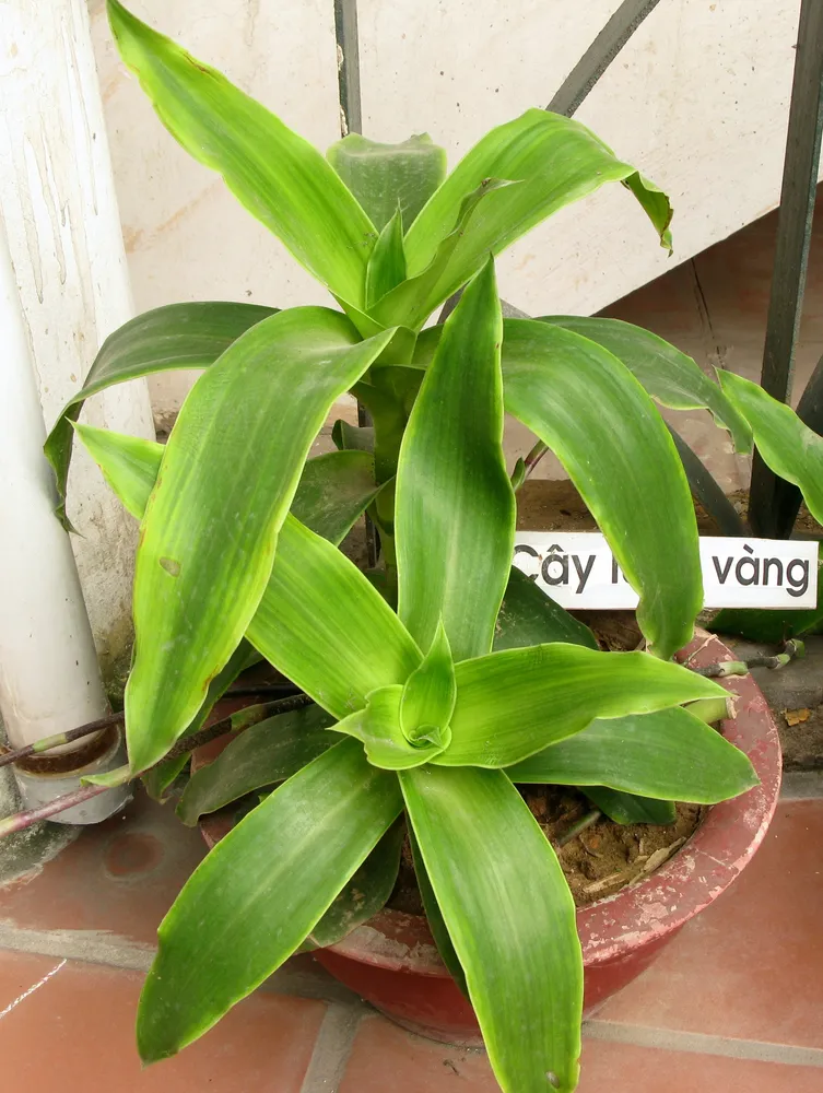 Plante callisia fragrans montrant ses caractéristiques typiques