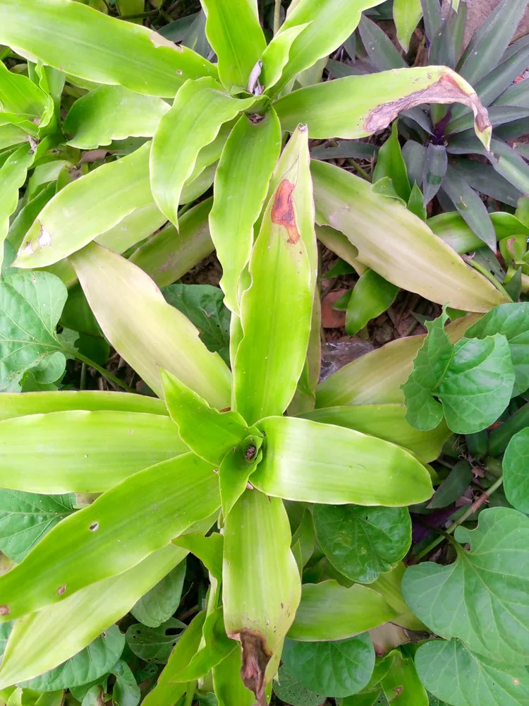 Plante callisia fragrans montrant ses caractéristiques typiques