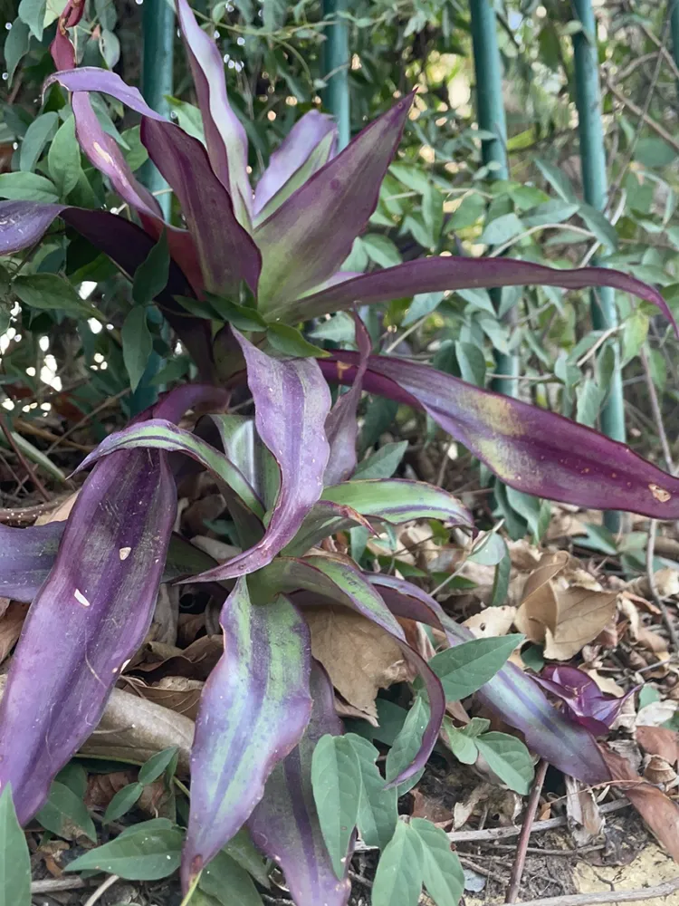 Plante callisia fragrans montrant ses caractéristiques typiques