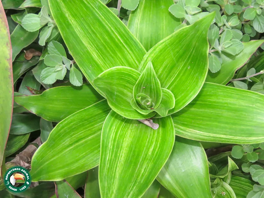 Plante callisia fragrans montrant ses caractéristiques typiques