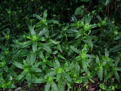 Image miniature callisia fragrans