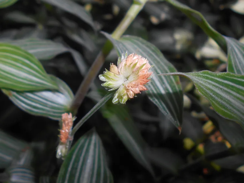 Plante callisia gentlei montrant ses caractéristiques typiques