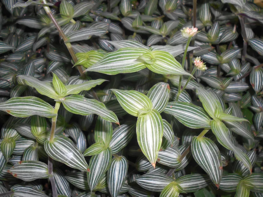 Plante callisia gentlei montrant ses caractéristiques typiques
