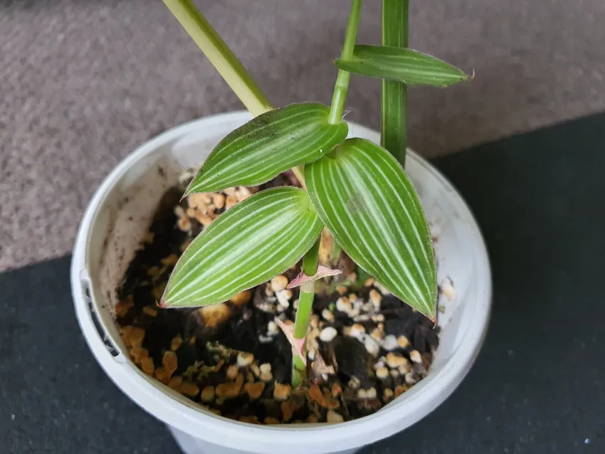 Plante callisia gentlei montrant ses caractéristiques typiques