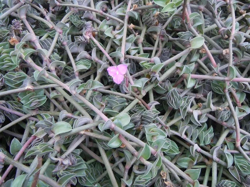Plante callisia navicularis montrant ses caractéristiques typiques