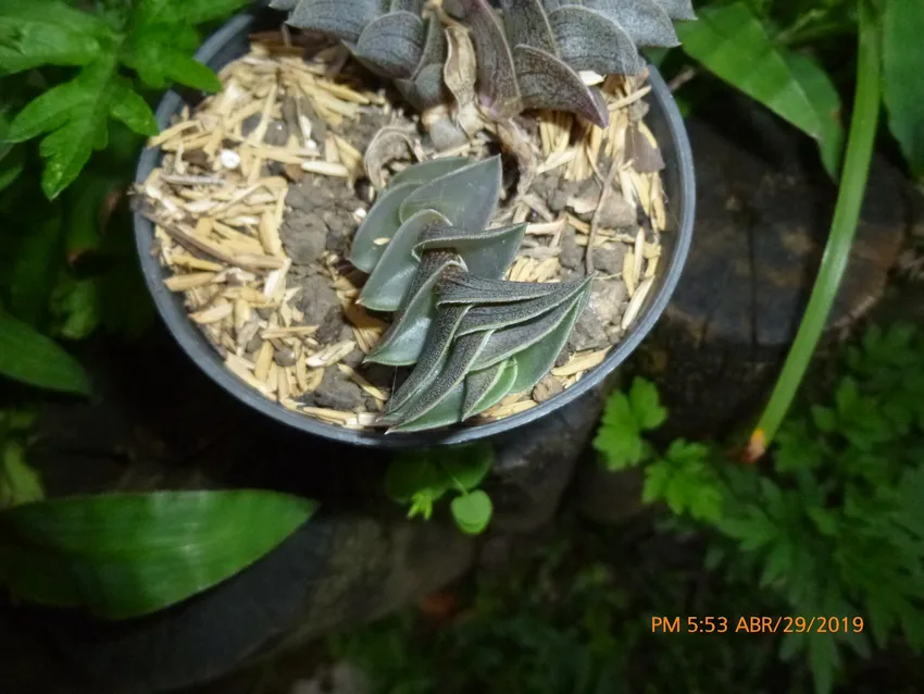 Plante callisia navicularis montrant ses caractéristiques typiques