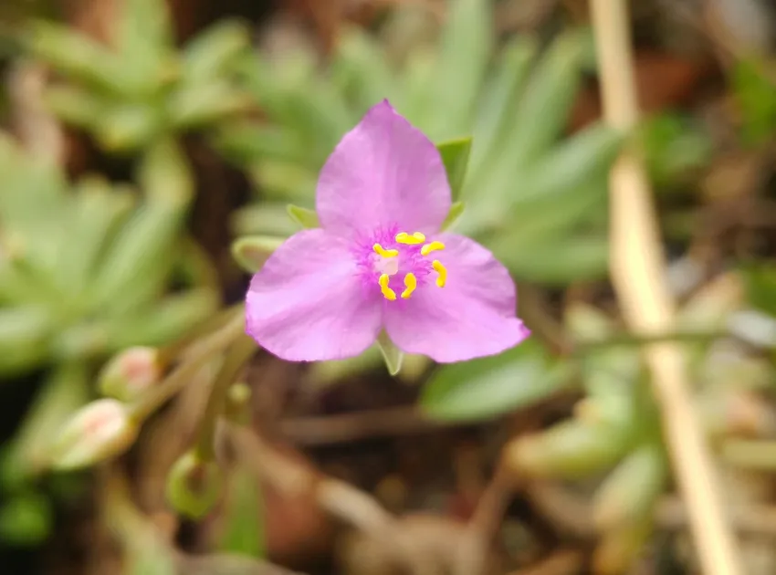 Plante callisia navicularis montrant ses caractéristiques typiques