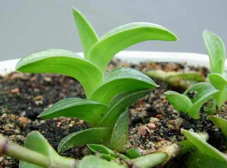Plante callisia navicularis montrant ses caractéristiques typiques