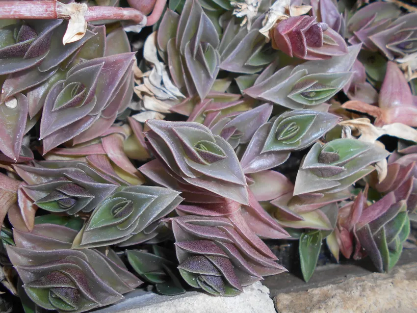 Plante callisia navicularis montrant ses caractéristiques typiques