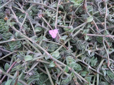Image miniature callisia navicularis