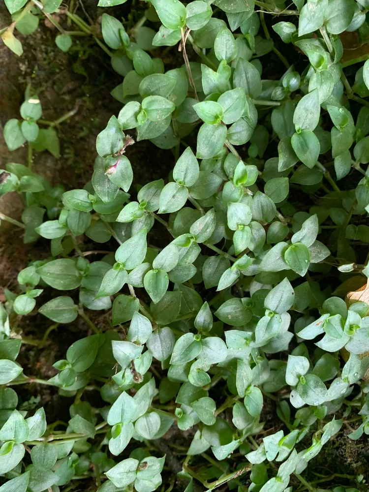 Plante callisia repens montrant ses caractéristiques typiques