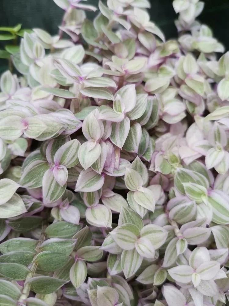 Plante callisia rosato montrant ses caractéristiques typiques