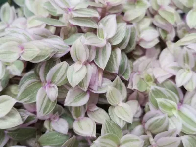 Image miniature callisia repens 'rosato'