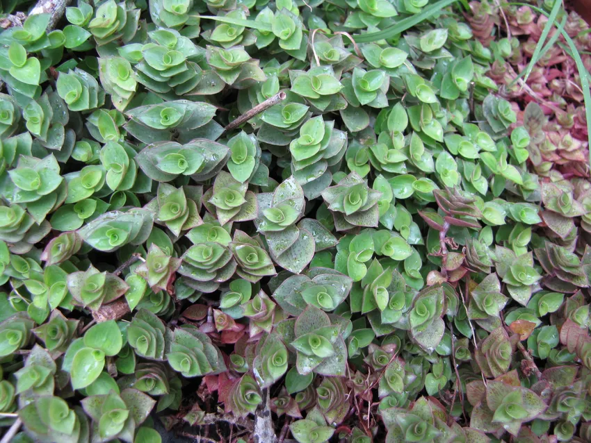 Plante callisia repens montrant ses caractéristiques typiques