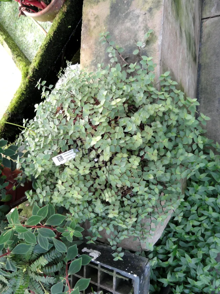 Plante callisia repens montrant ses caractéristiques typiques