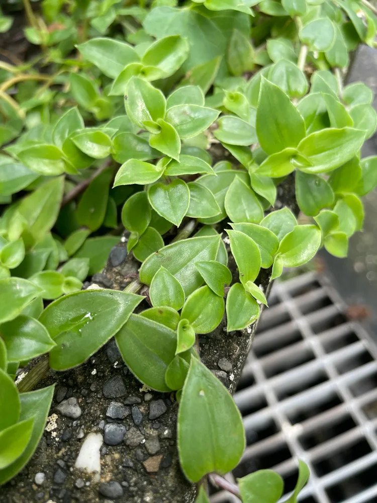 Plante callisia repens montrant ses caractéristiques typiques