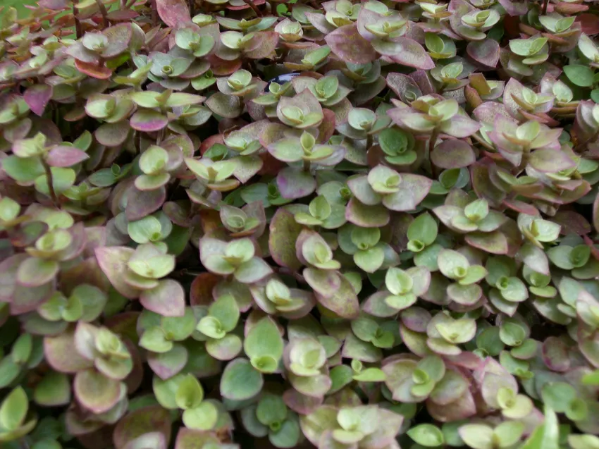 Plante callisia repens montrant ses caractéristiques typiques