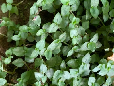Image miniature callisia repens