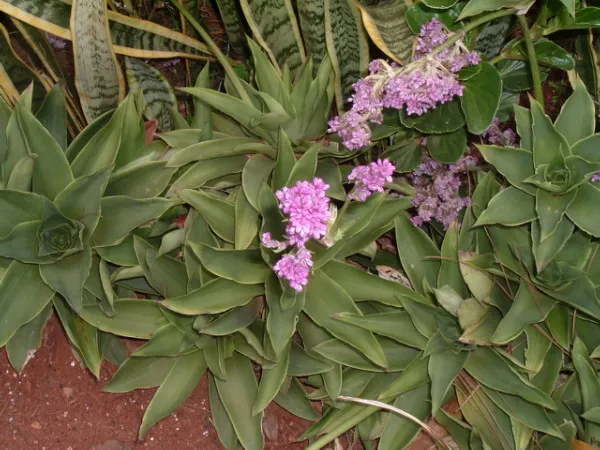 Plante callisia warszewicziana montrant ses caractéristiques typiques