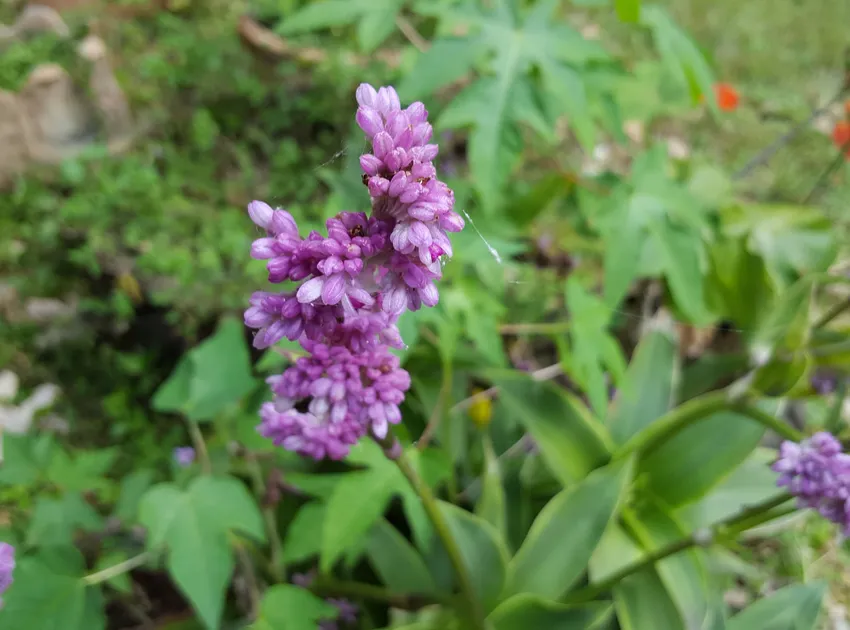 Plante callisia warszewicziana montrant ses caractéristiques typiques