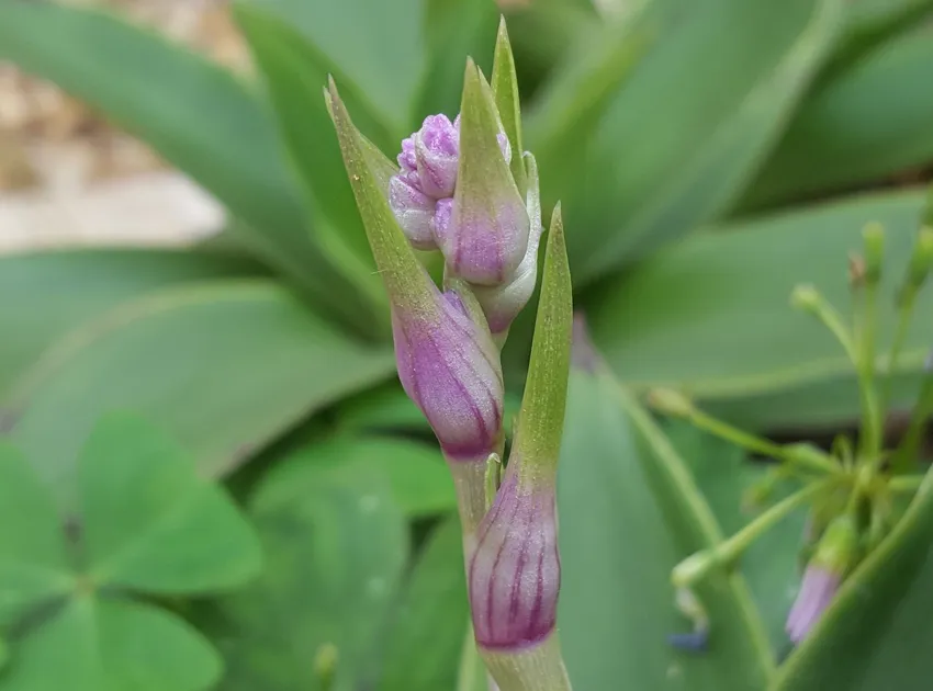 Plante callisia warszewicziana montrant ses caractéristiques typiques
