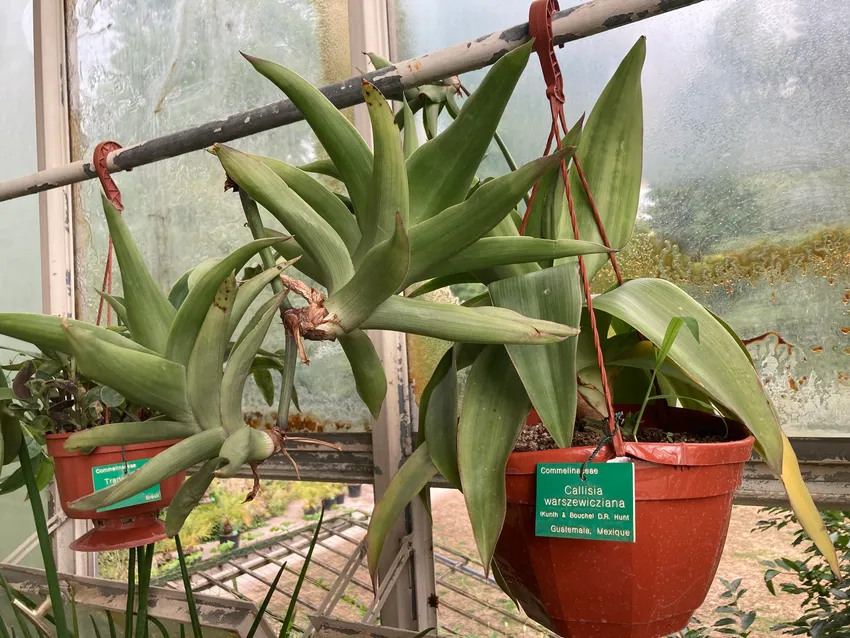 Plante callisia warszewicziana montrant ses caractéristiques typiques