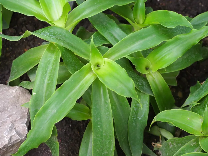Plante callisia warszewicziana montrant ses caractéristiques typiques