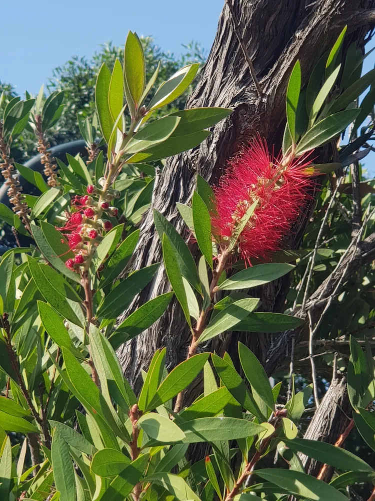 callistemon citrinus plant showing characteristic features