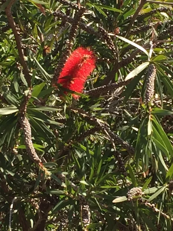 callistemon citrinus plant showing characteristic features