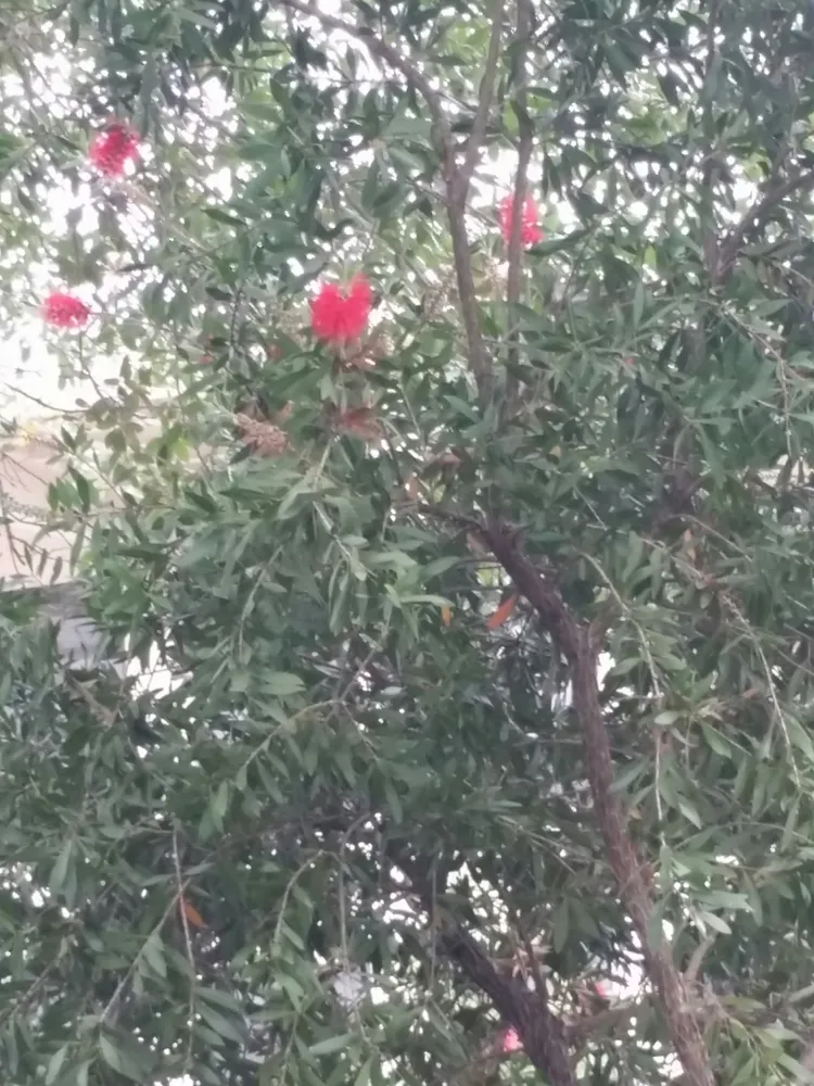 callistemon citrinus plant showing characteristic features