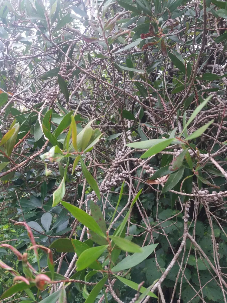 callistemon citrinus plant showing characteristic features