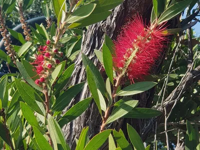 thumbnail callistemon citrinus
