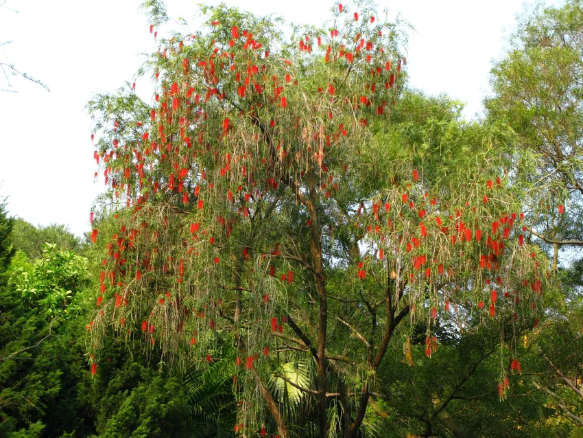 callistemon rigidus plant showing characteristic features